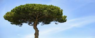 national-tree-day-image