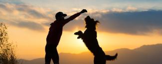 international-dog-day-image